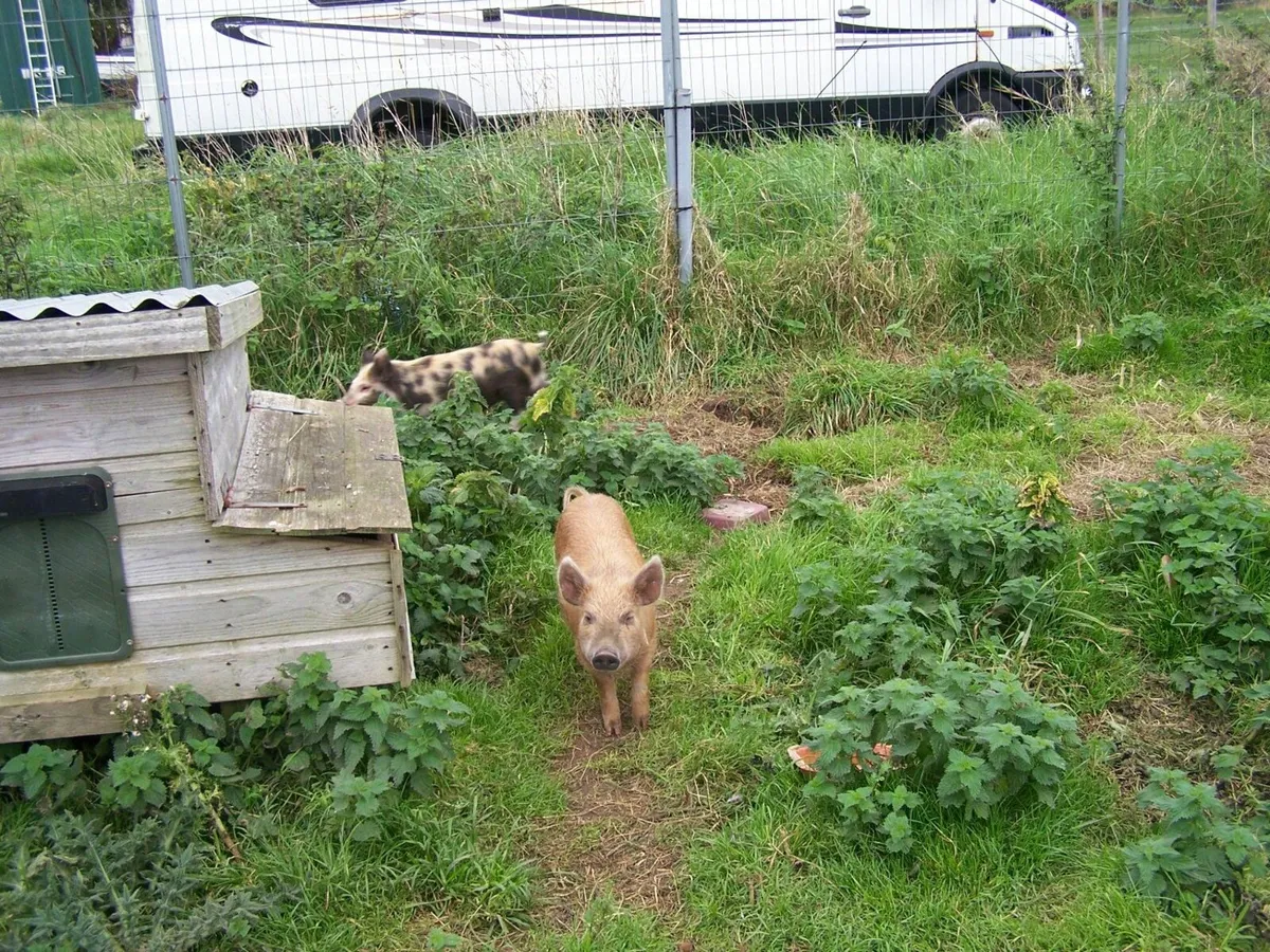 free pigs and chickens - Image 2