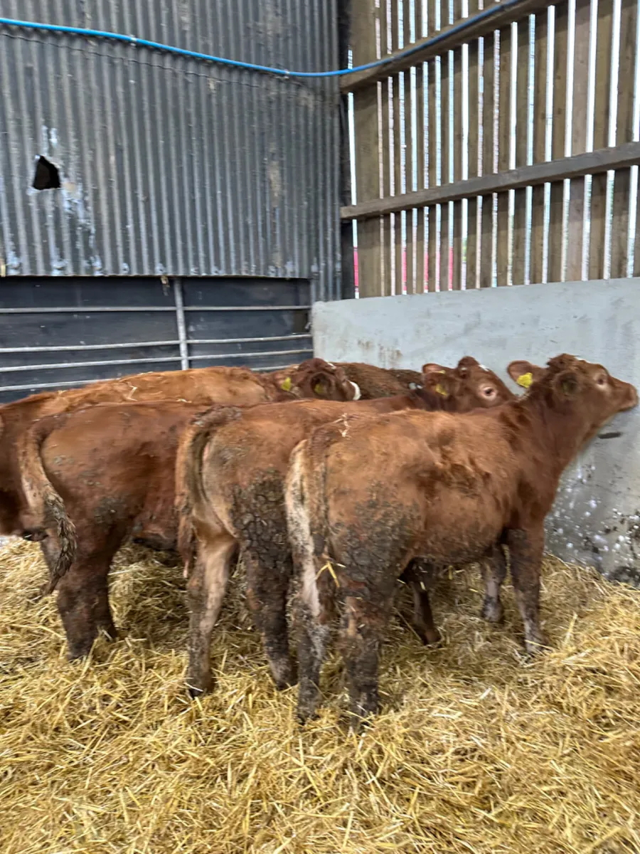 Lim heifers - Image 3