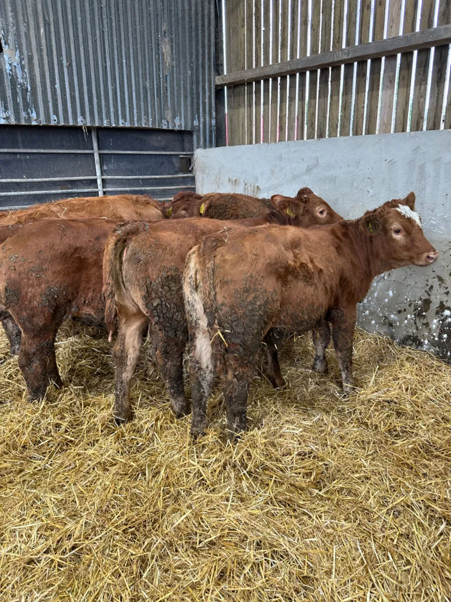 Lim heifers - Image 4