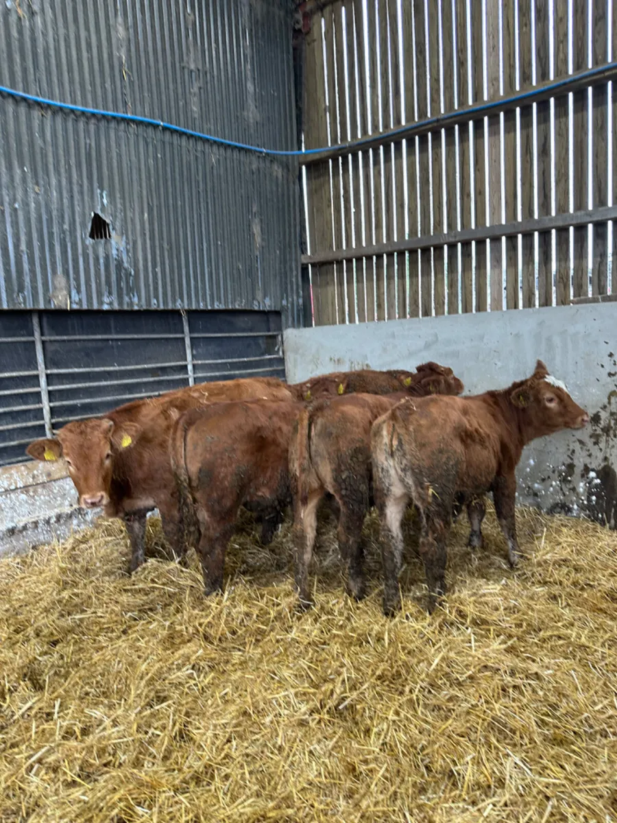 Lim heifers - Image 2