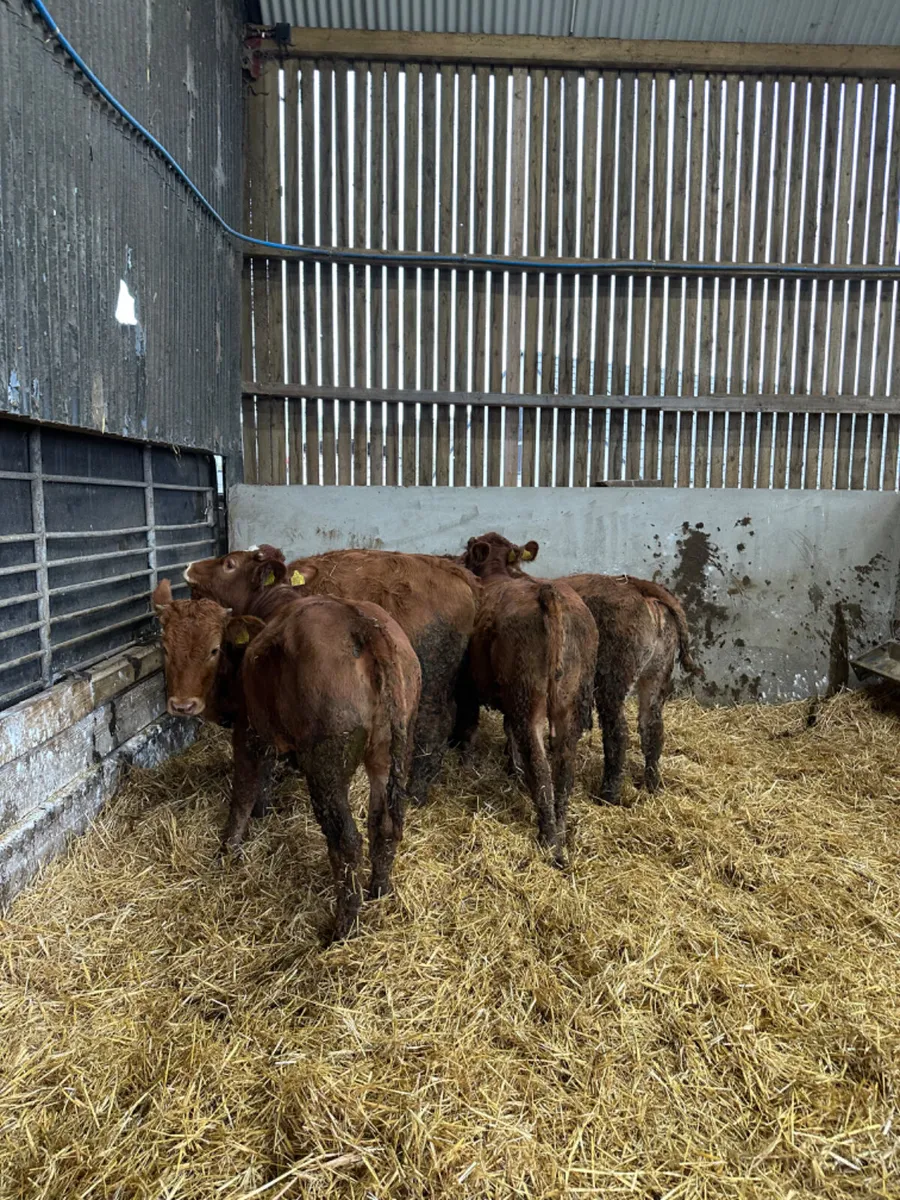 Lim heifers - Image 1