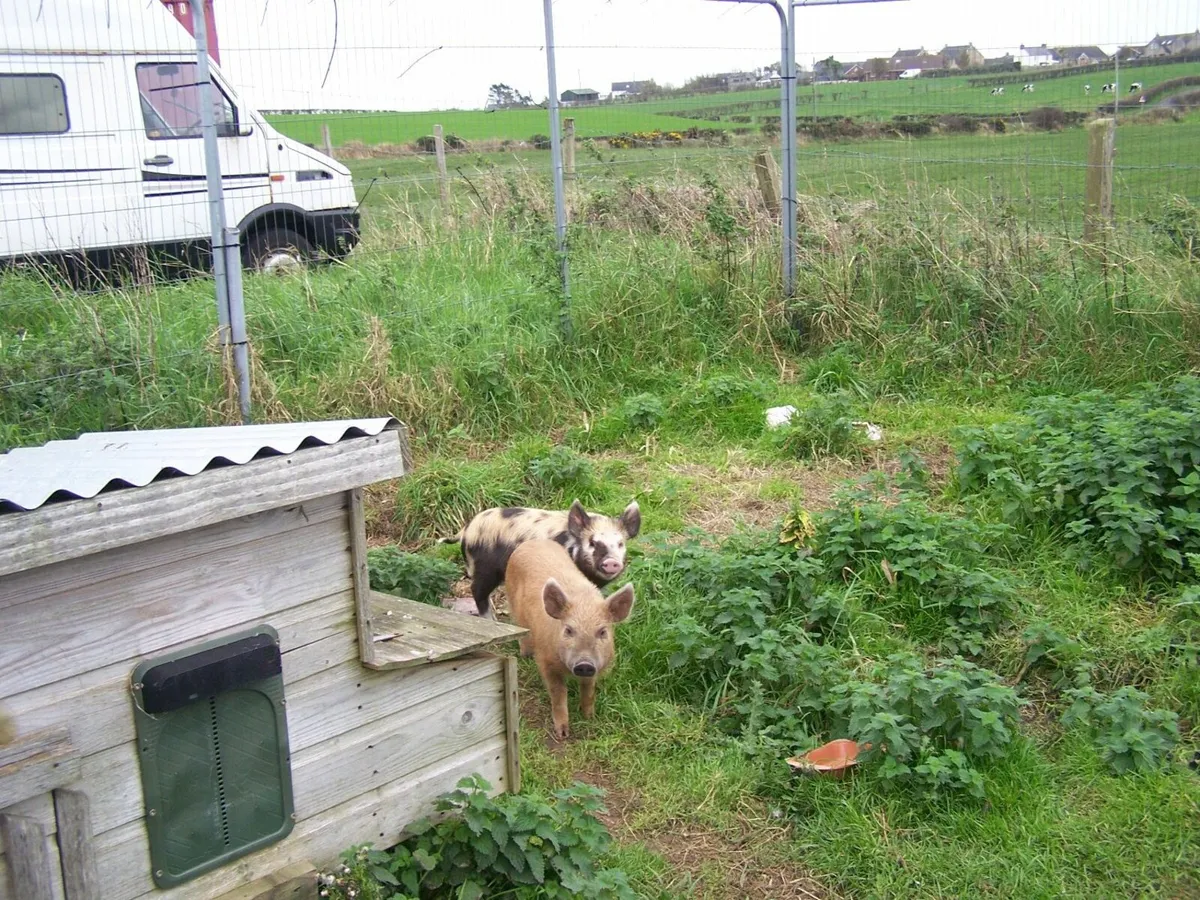 free pigs and chickens - Image 3