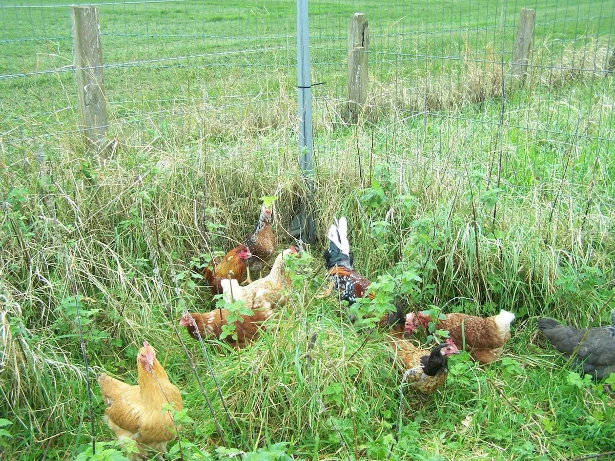 free pigs and chickens - Image 4