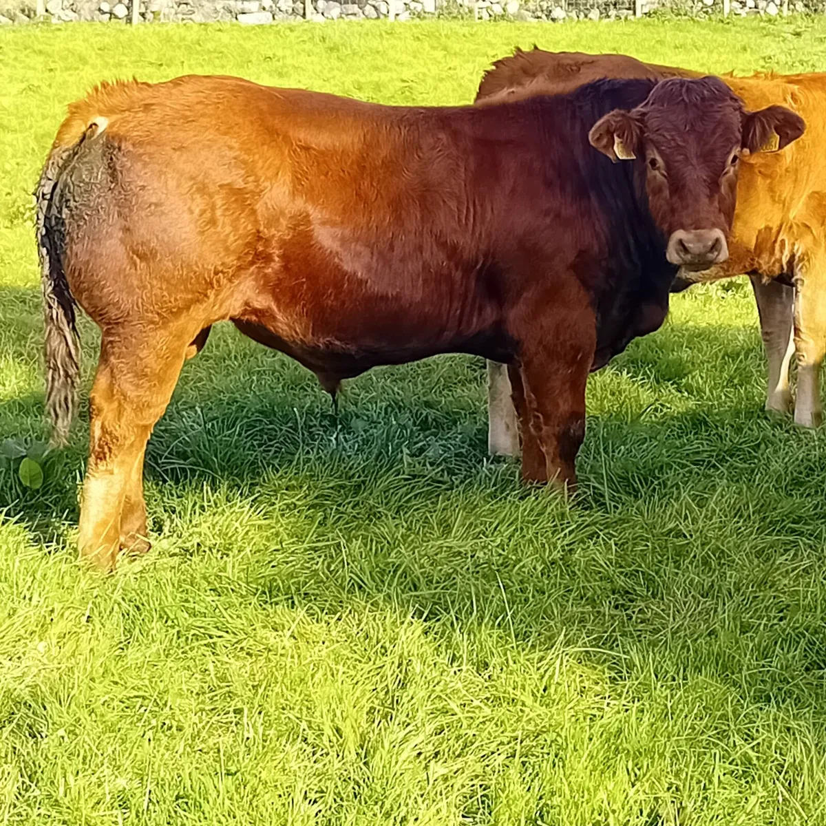 Limousin bull by Ivor LM 2014 - Image 1