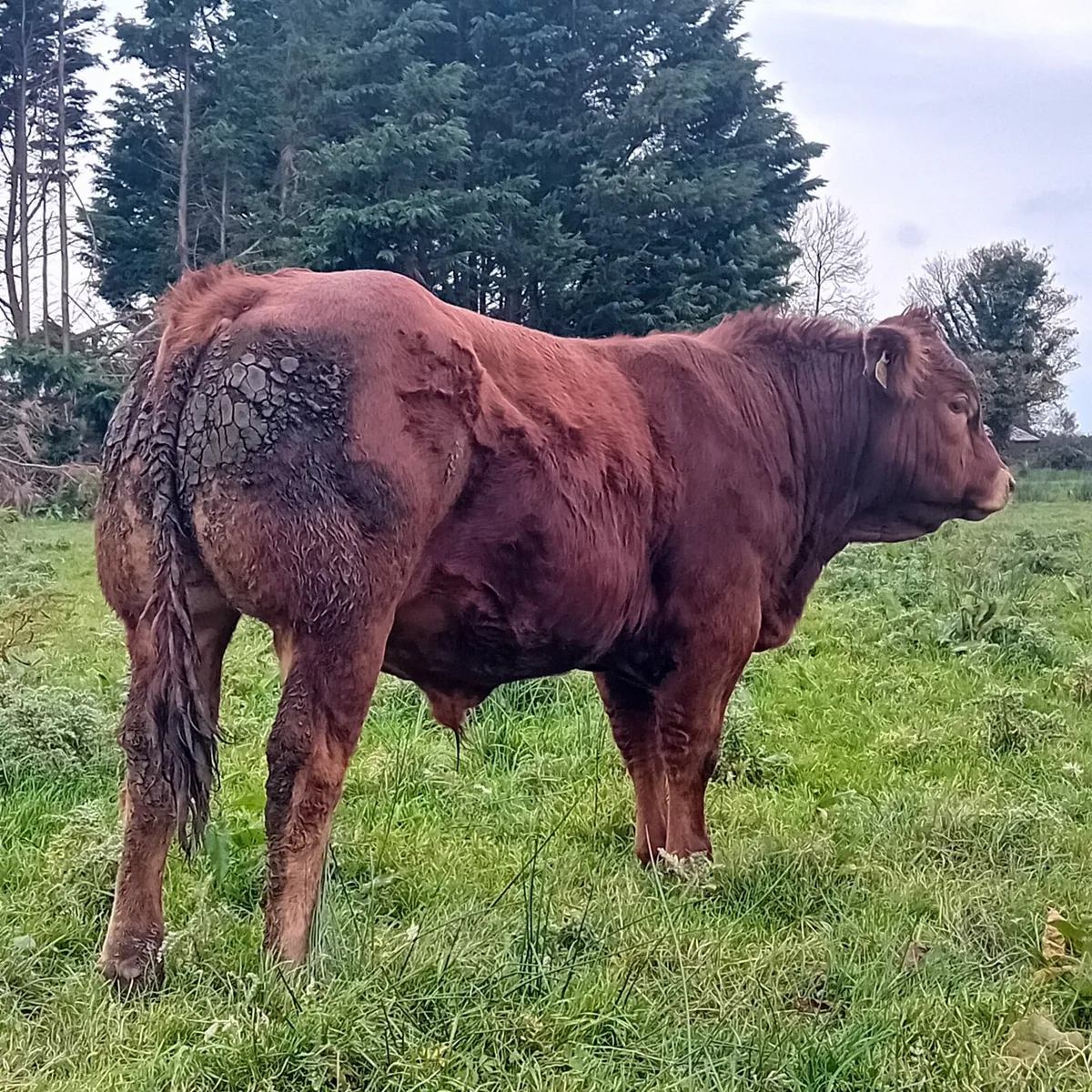 Limousin bull by Ivor LM 2014 - Image 2