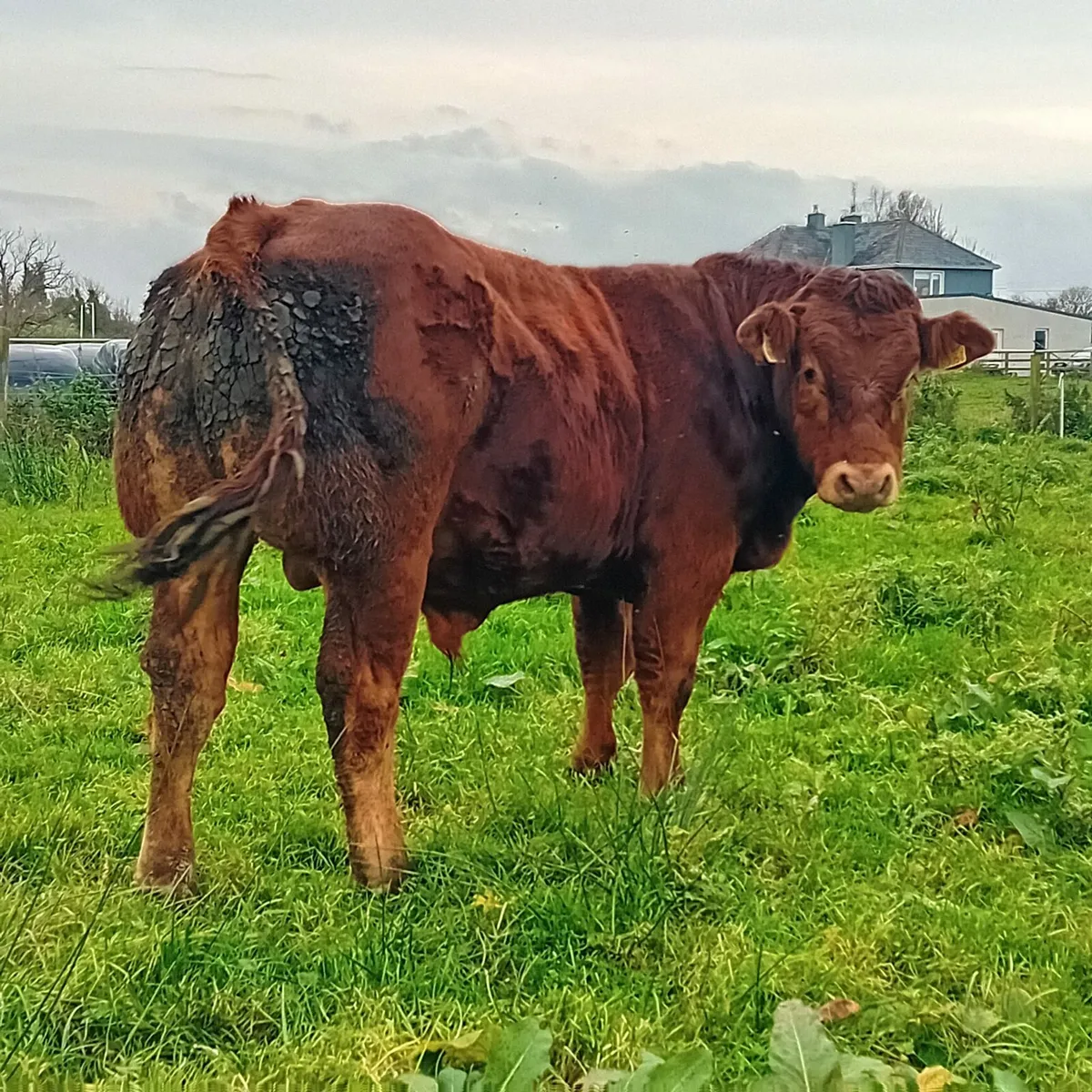 Limousin bull by Ivor LM 2014 - Image 3