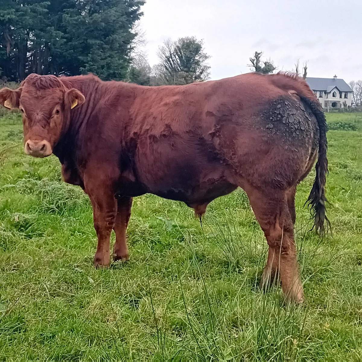 Limousin bull by Ivor LM 2014 - Image 4