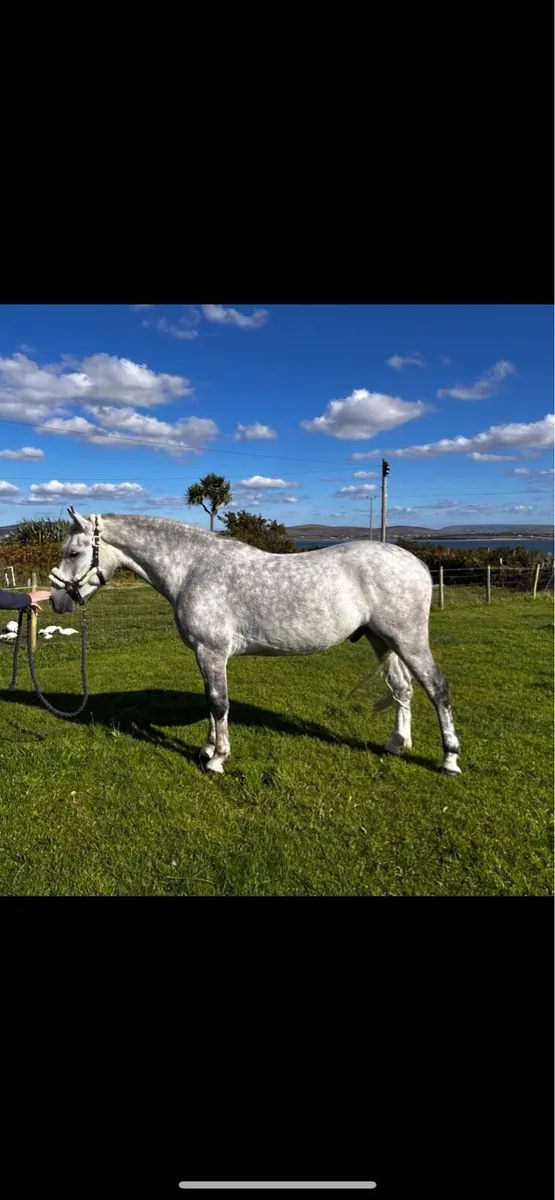 Potential competition pony - Image 1