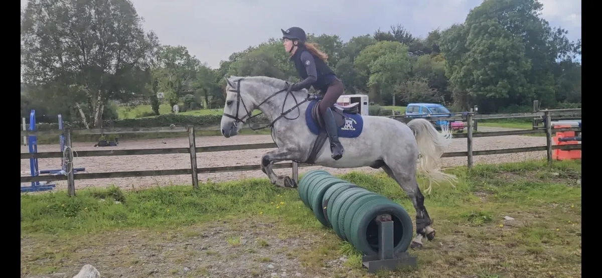 Potential competition pony - Image 2