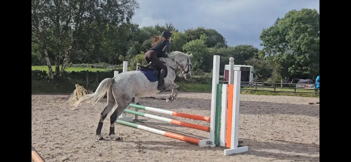 Potential competition pony - Image 3