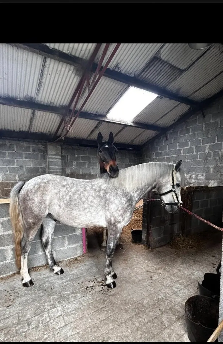 Potential competition pony - Image 4