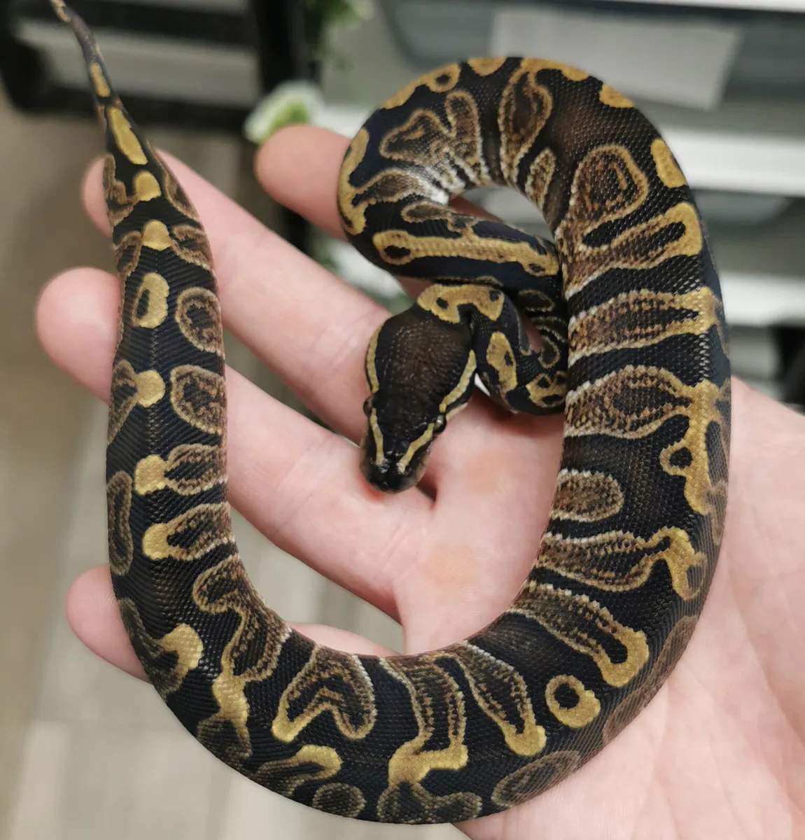 Royal python - Image 1