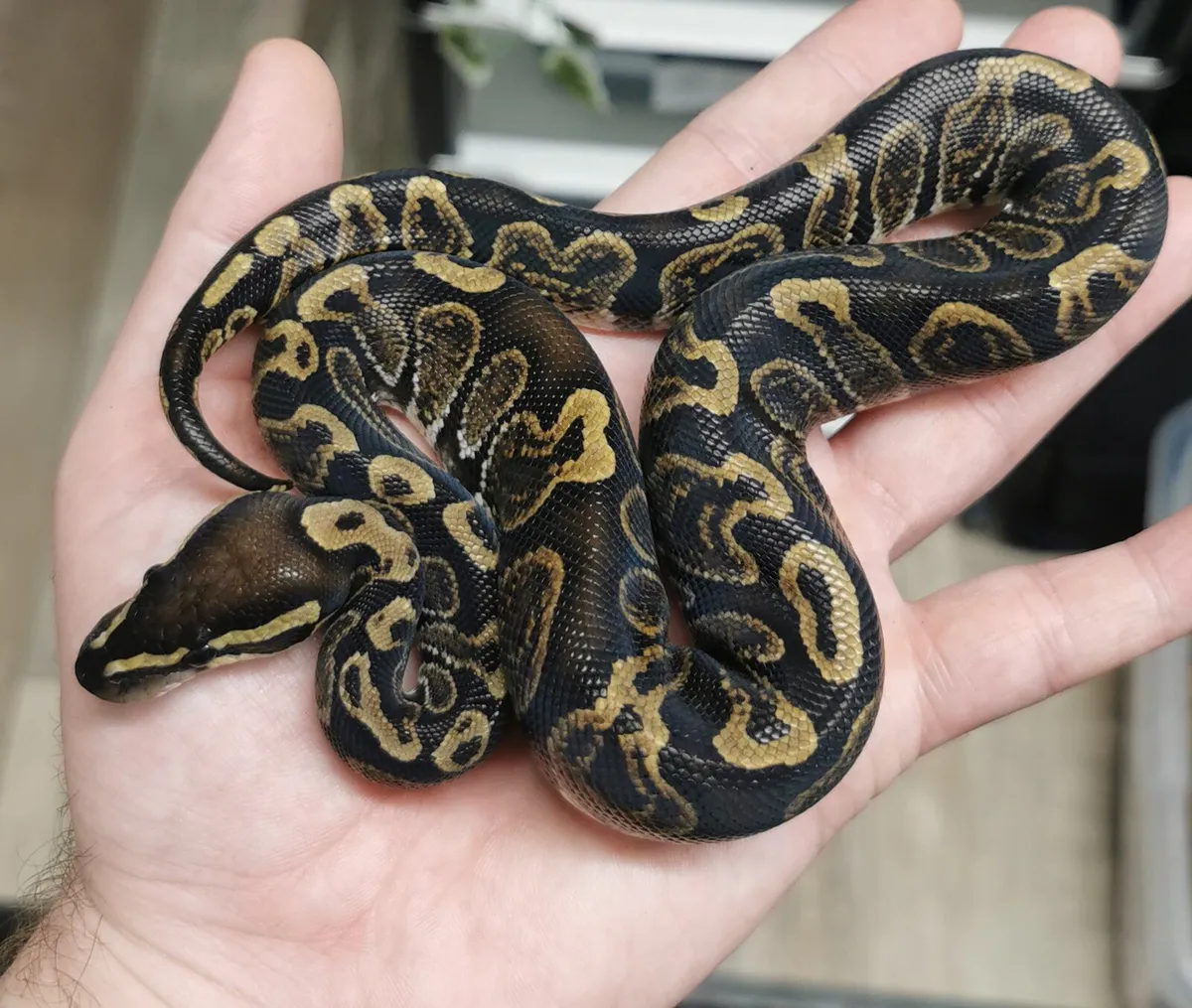 Royal python - Image 2
