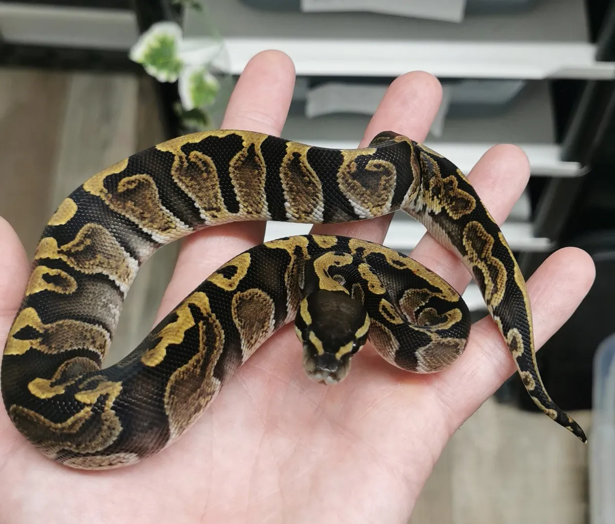 Royal python - Image 3