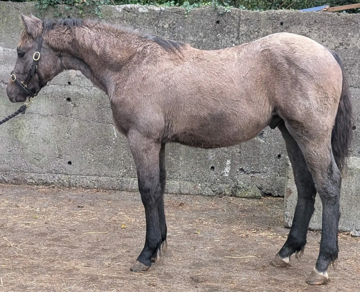 Colt foal - Image 1