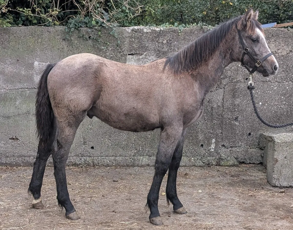 Colt foal - Image 2