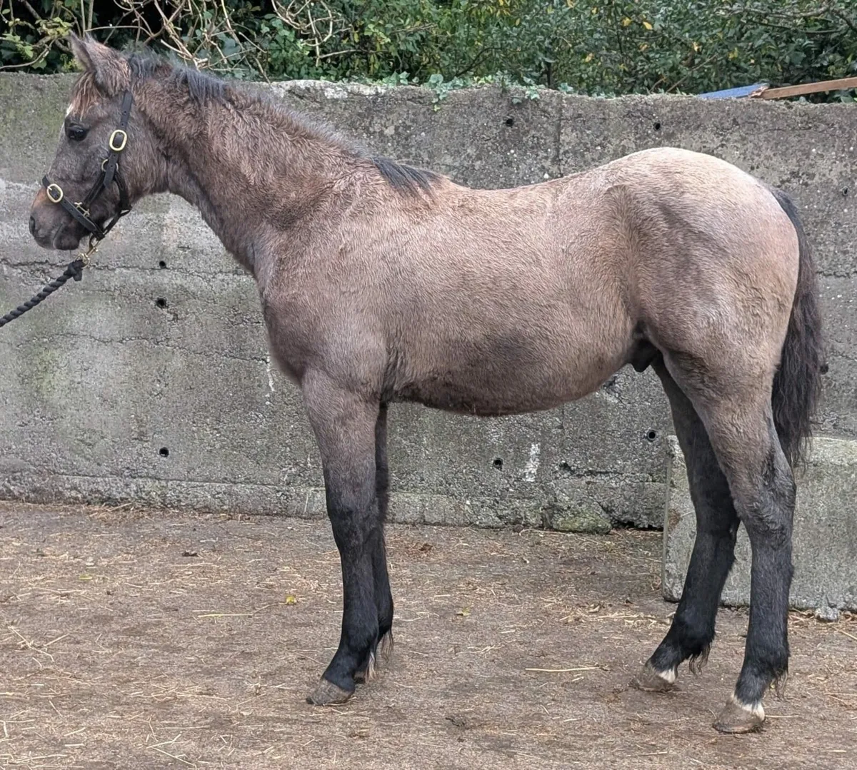 Colt foal - Image 3