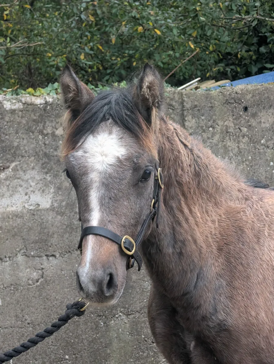 Colt foal - Image 4