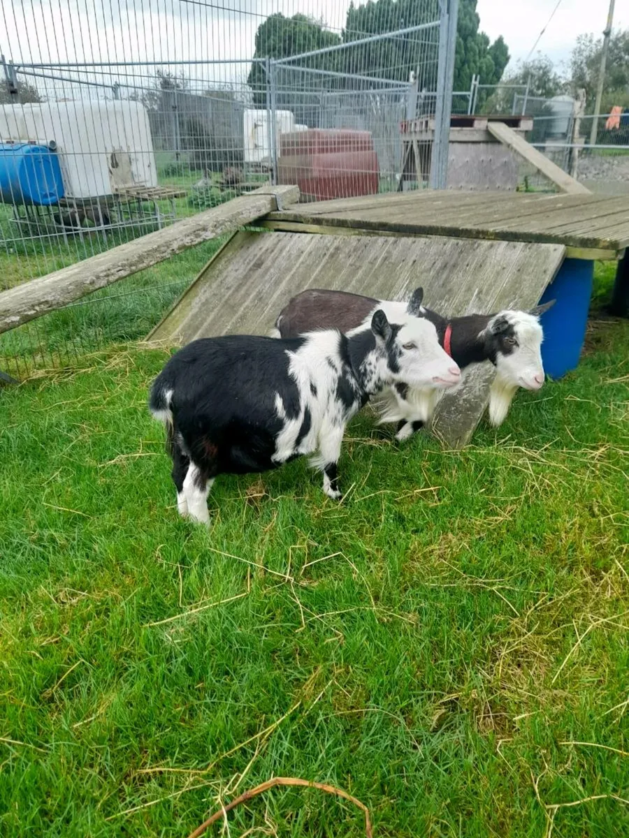 Nanny pygmy goats purebred and dehorned - Image 2