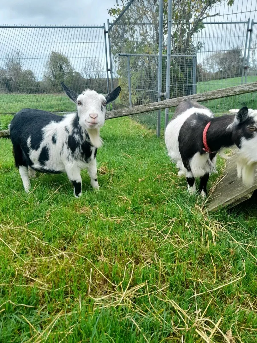 Nanny pygmy goats purebred and dehorned - Image 3