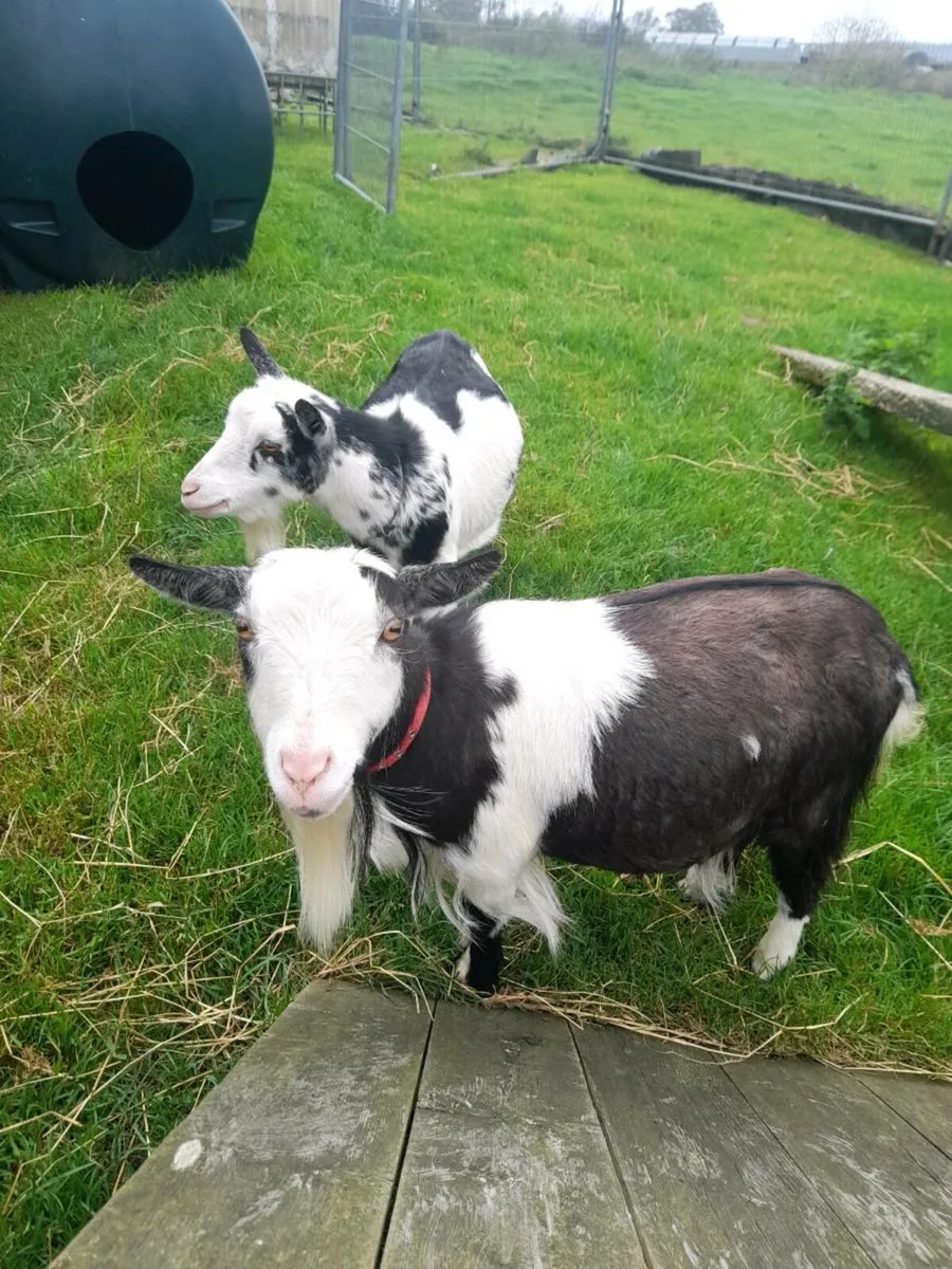 Nanny pygmy goats purebred and dehorned - Image 4