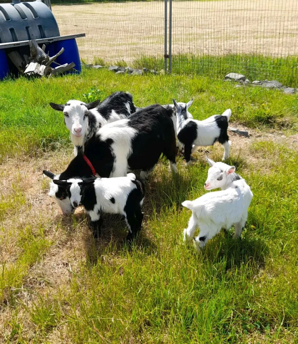 Nanny pygmy goats purebred and dehorned - Image 3