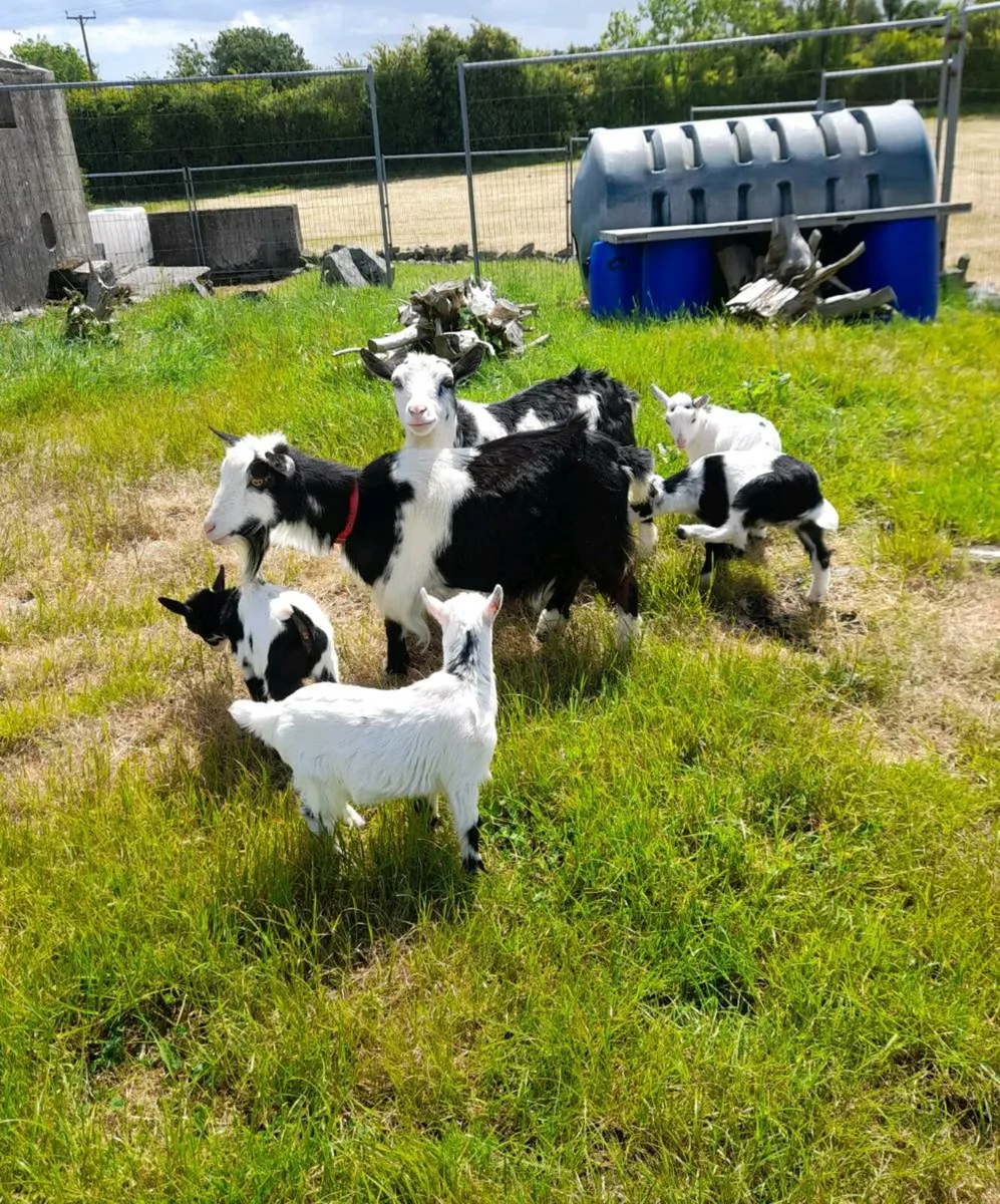Nanny pygmy goats purebred and dehorned - Image 4