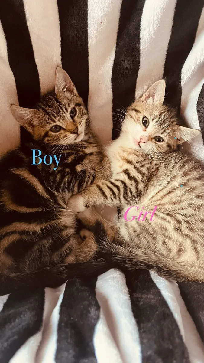 Assortment of Stunning Kittens ♥️ - Image 1