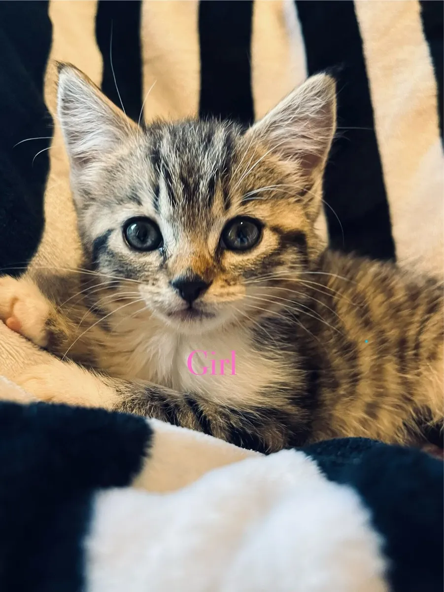 Assortment of Stunning Kittens ♥️ - Image 2