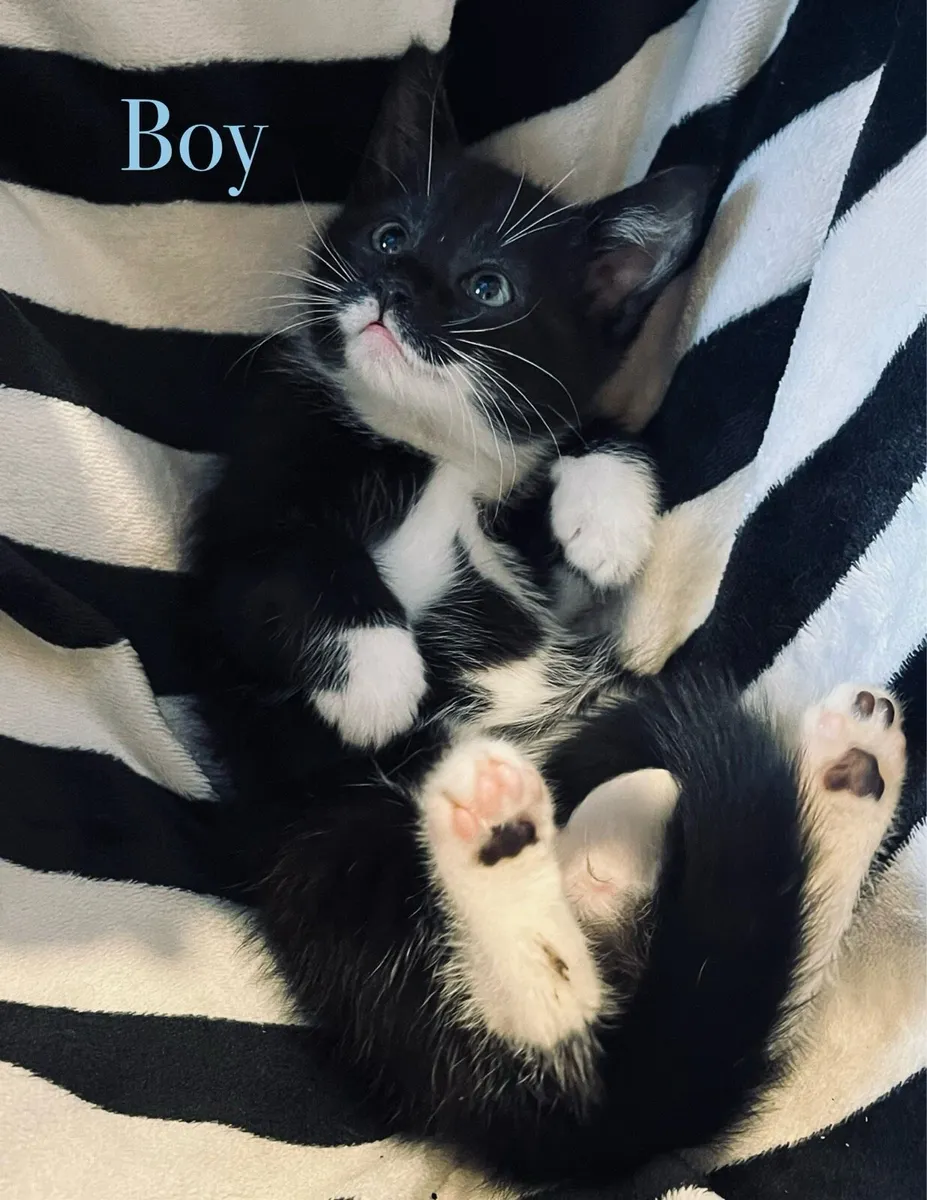Assortment of Stunning Kittens ♥️ - Image 4