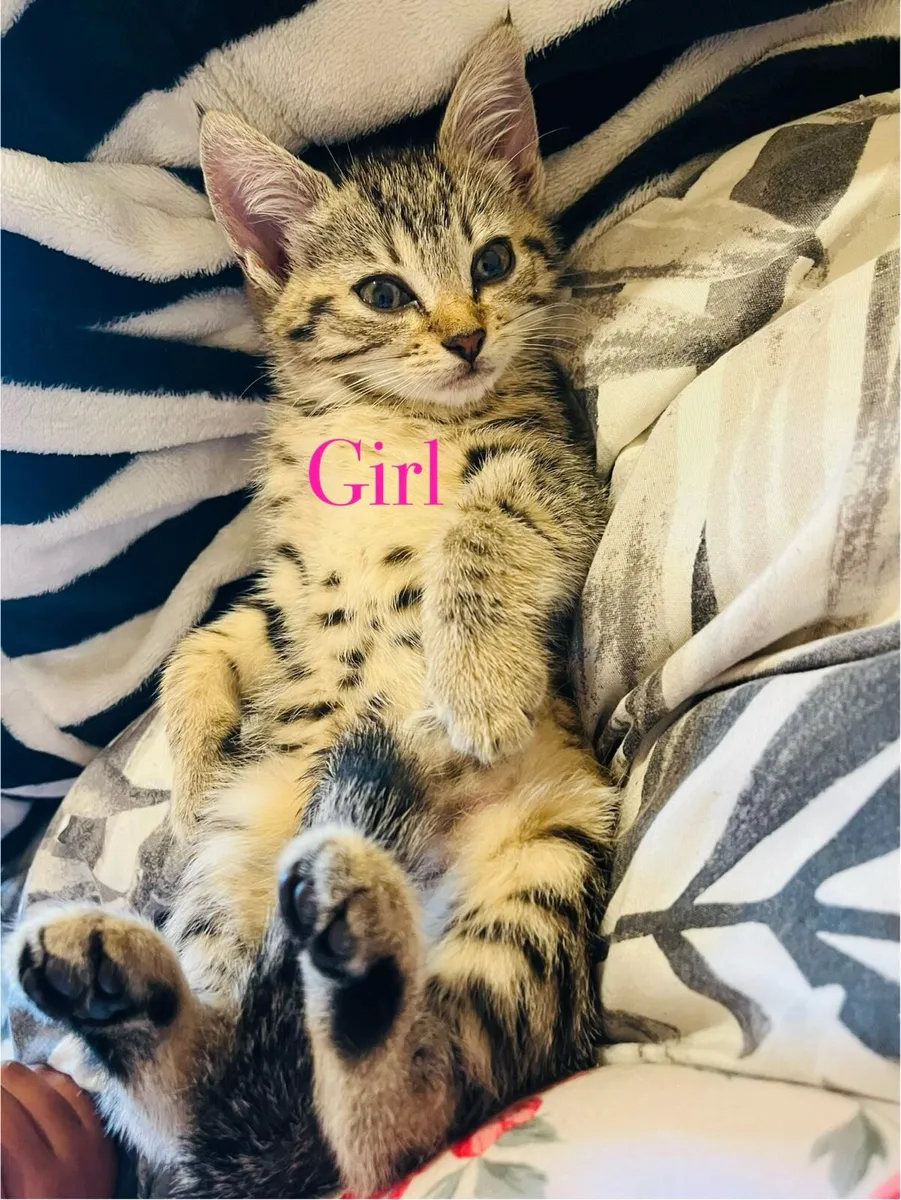 Assortment of Stunning Kittens ♥️ - Image 2