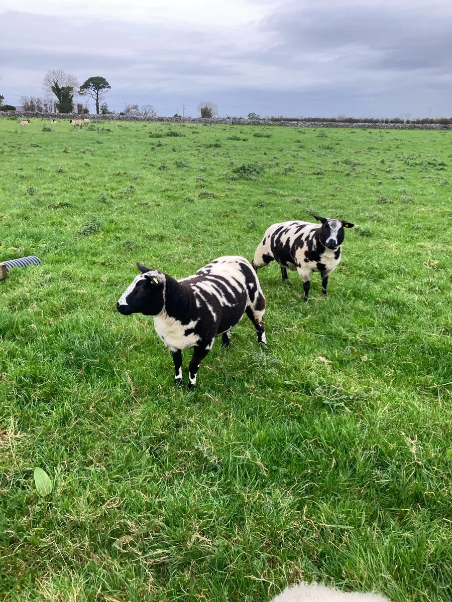 Pedigree registered Dutch spotted ewe lambs - Image 1