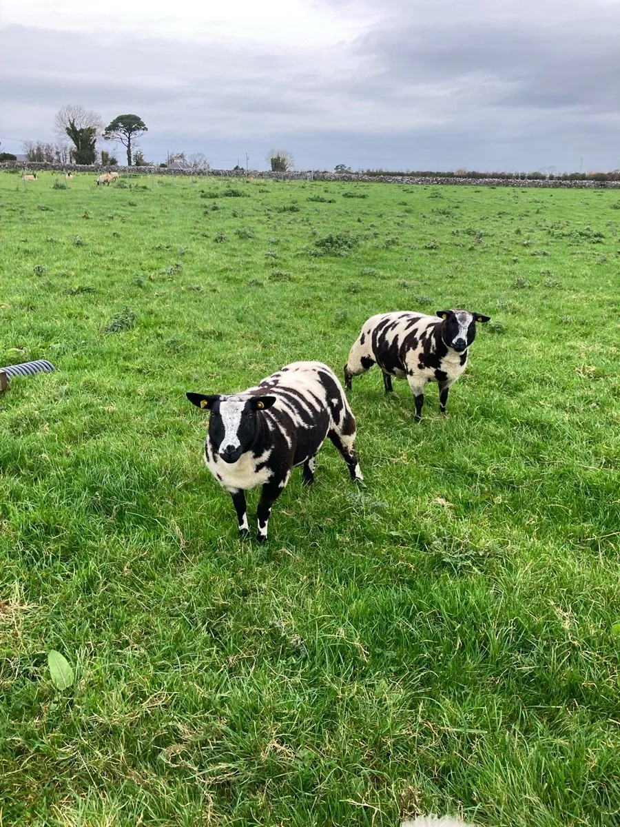 Pedigree registered Dutch spotted ewe lambs - Image 2