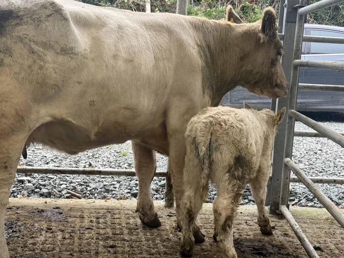 CHARLAOIS COW & CALF ( 850 KGS ) - Image 1
