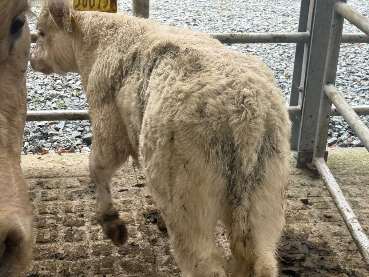 CHARLAOIS COW & CALF ( 850 KGS ) - Image 2