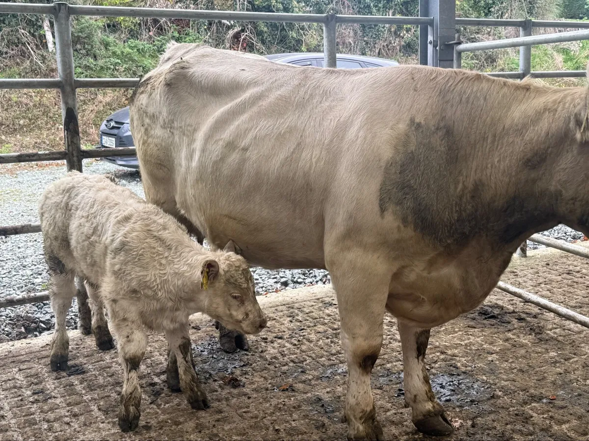 CHARLAOIS COW & CALF ( 850 KGS ) - Image 3