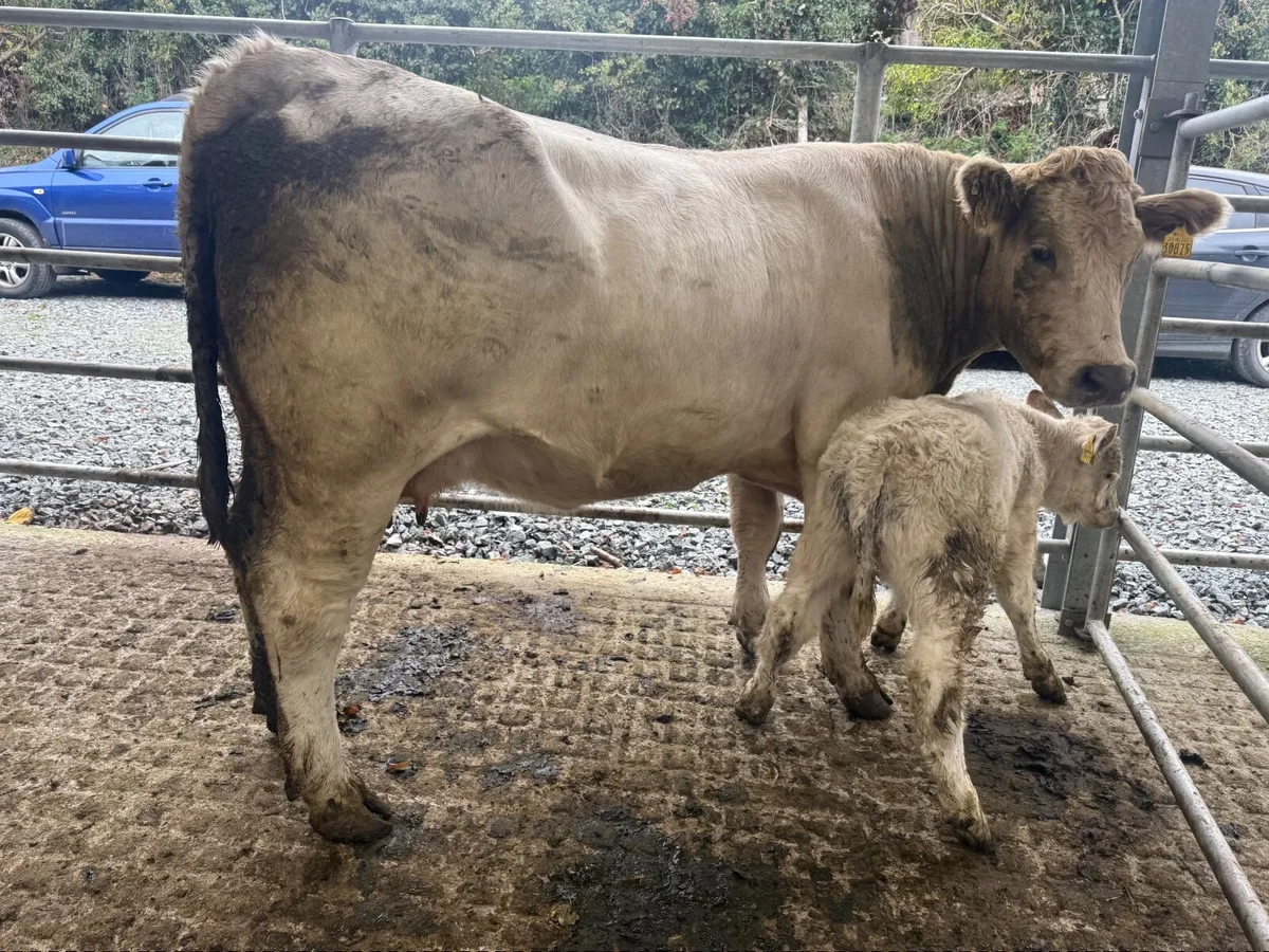 CHARLAOIS COW & CALF ( 850 KGS ) - Image 4