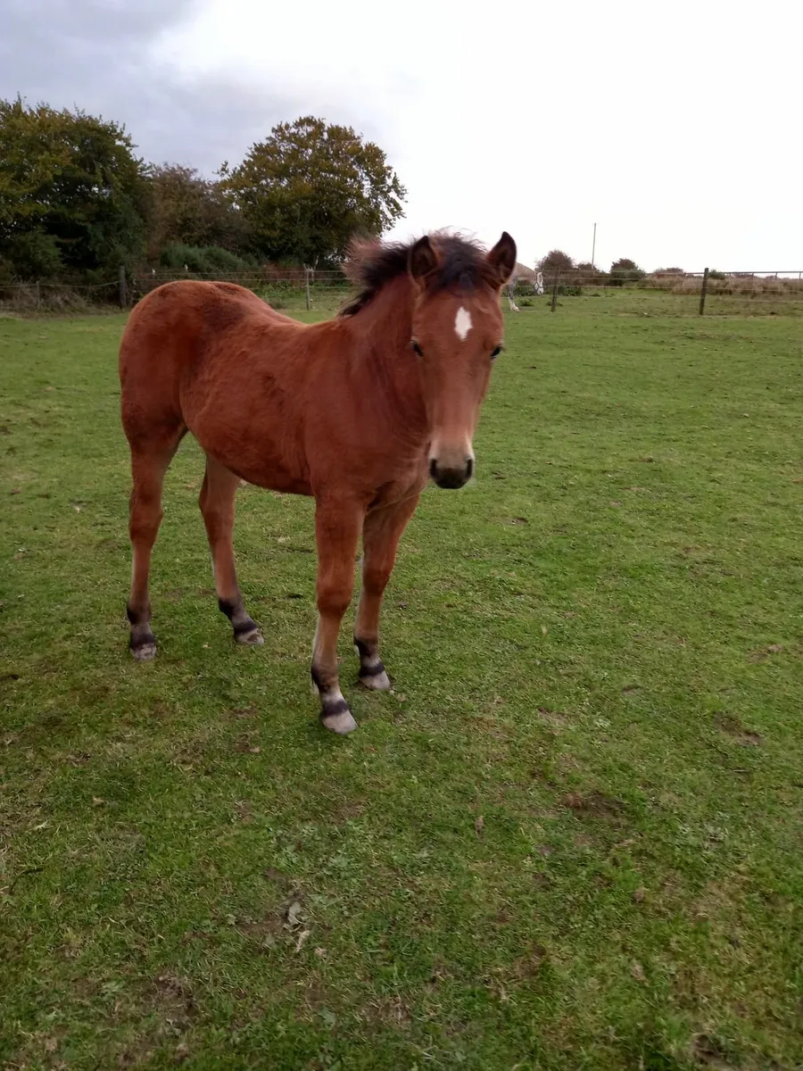 Horse - Image 2