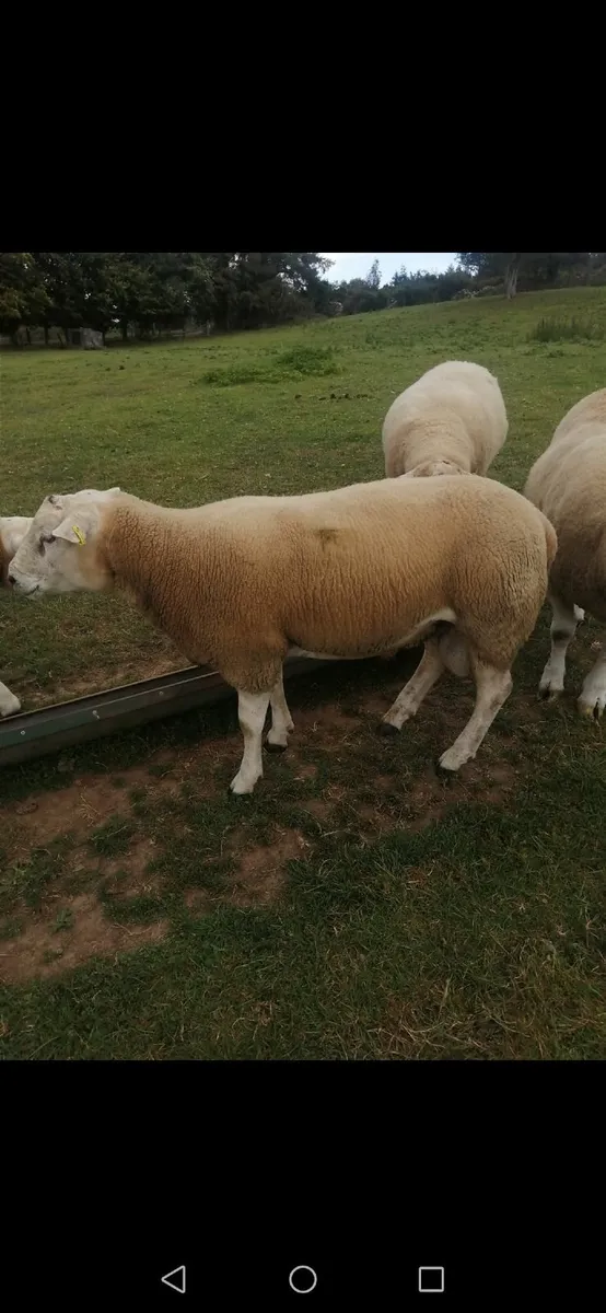 Belclare Ram - Image 2