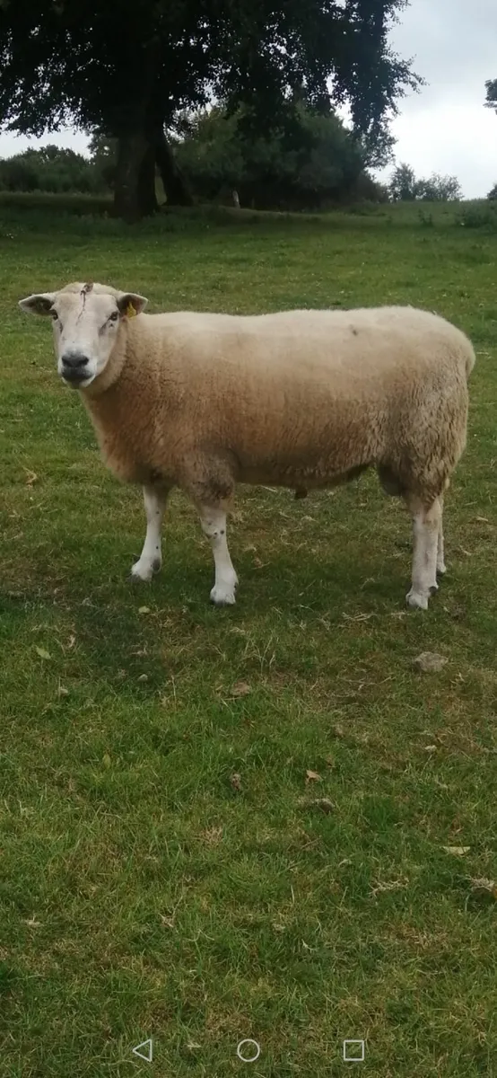 Belclare Ram - Image 3