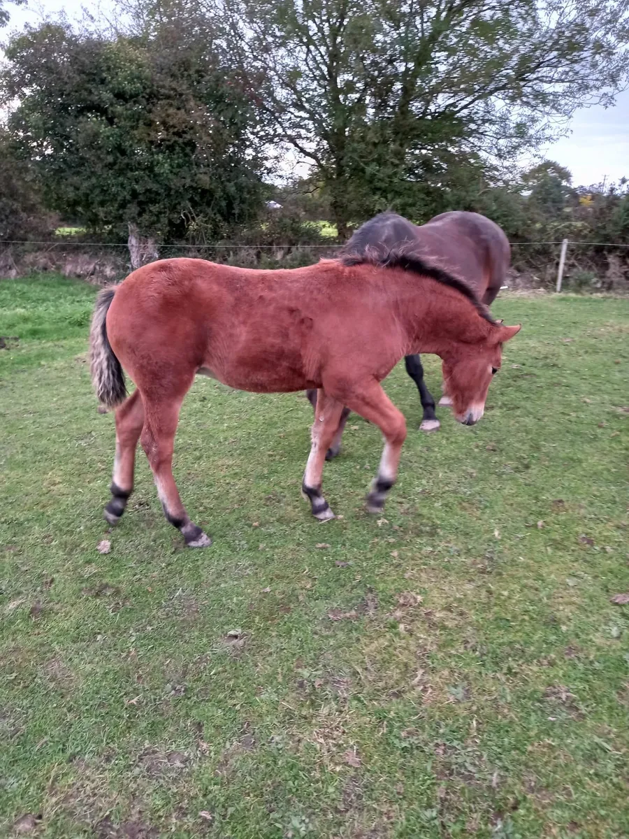 Horse - Image 3