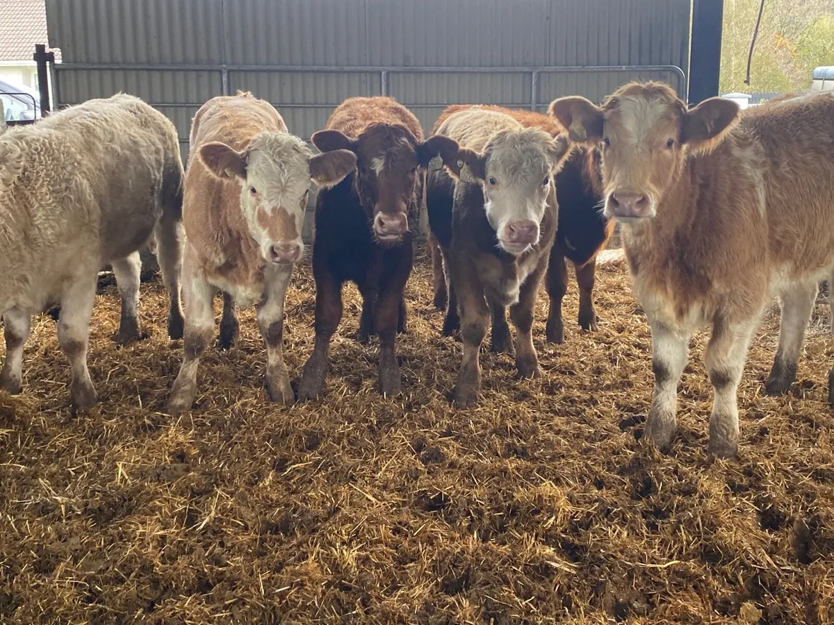6 Super Weanling Heifers - Image 1