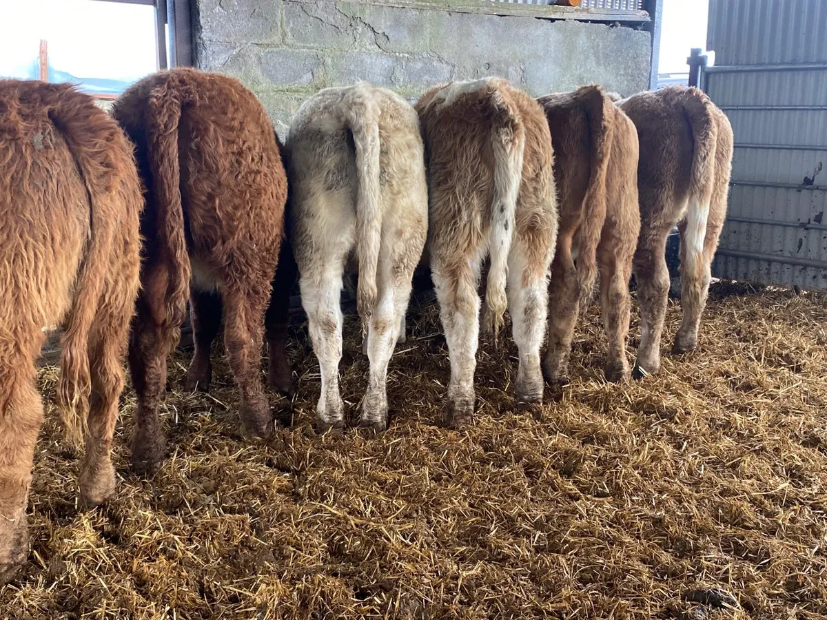 6 Super Weanling Heifers - Image 2