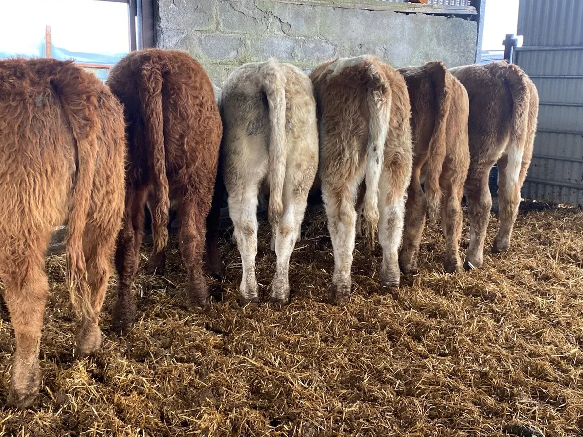 6 Super Weanling Heifers - Image 3