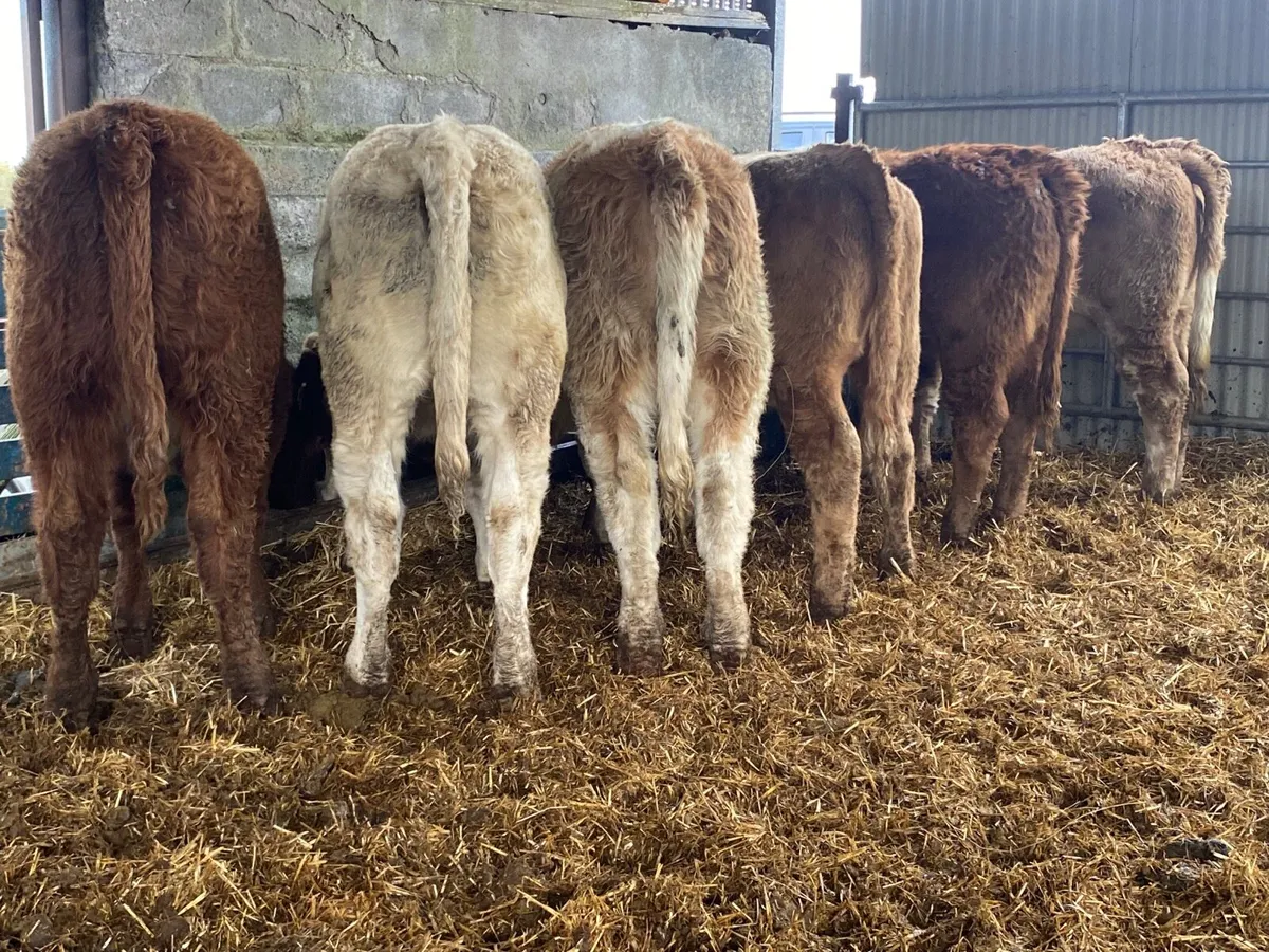 6 Super Weanling Heifers - Image 4