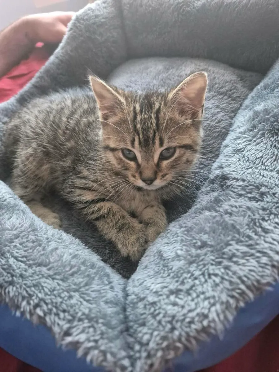 Adoption