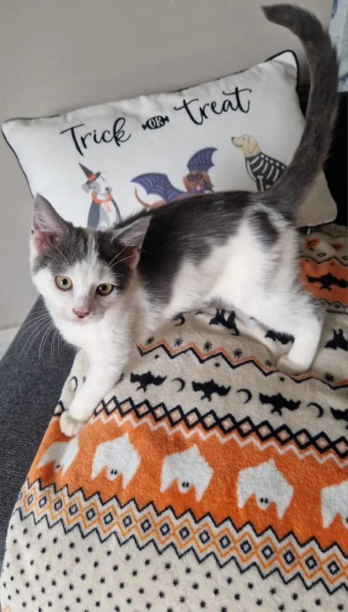 male kittens - Image 1
