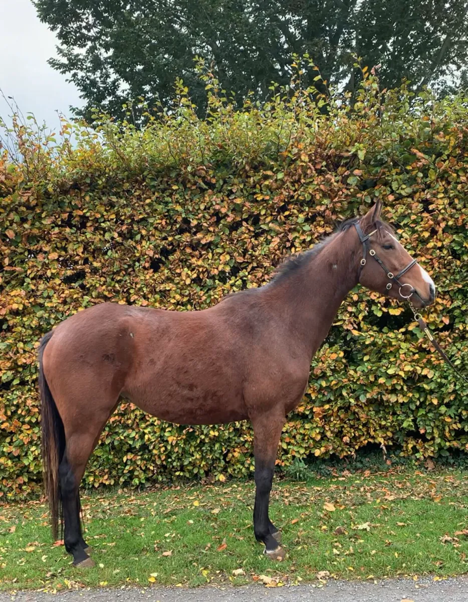Mare - Image 2