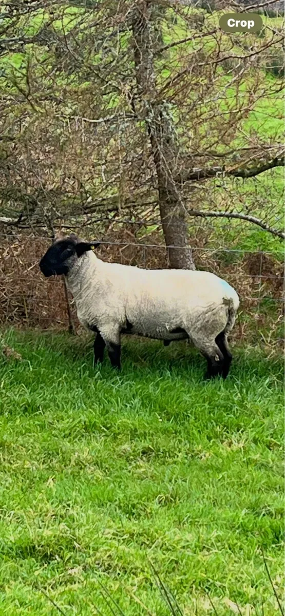 Suftex ram 3year old - Image 1