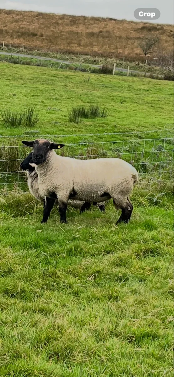 Suftex ram 3year old - Image 2